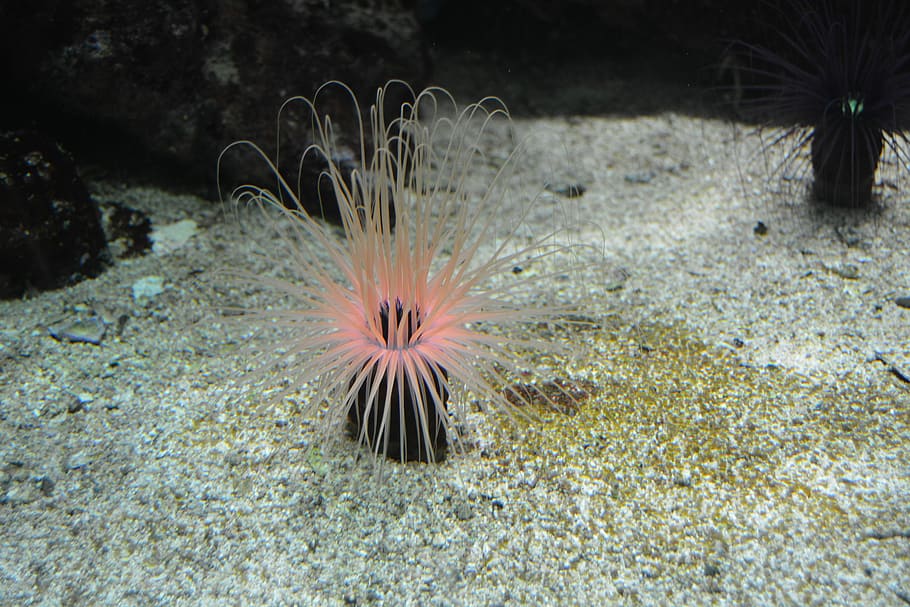 Underwater, Plant, Pink, Water, one animal, animal themes, sea life HD wallpaper