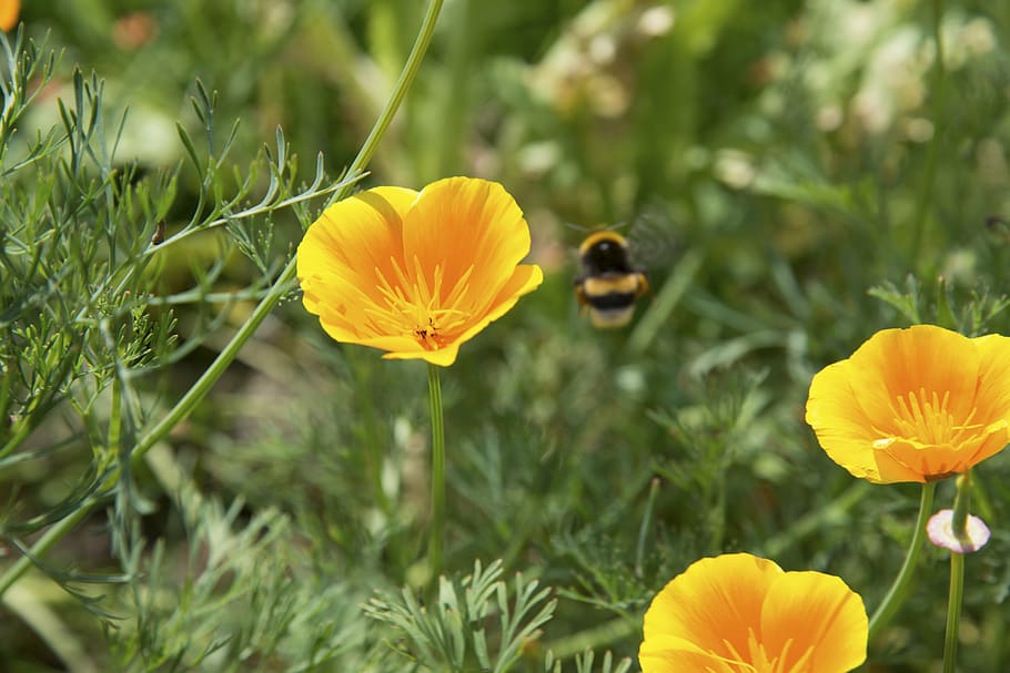 poppy, flower, bud, spring, march, bloom, garden, orange, sun HD wallpaper
