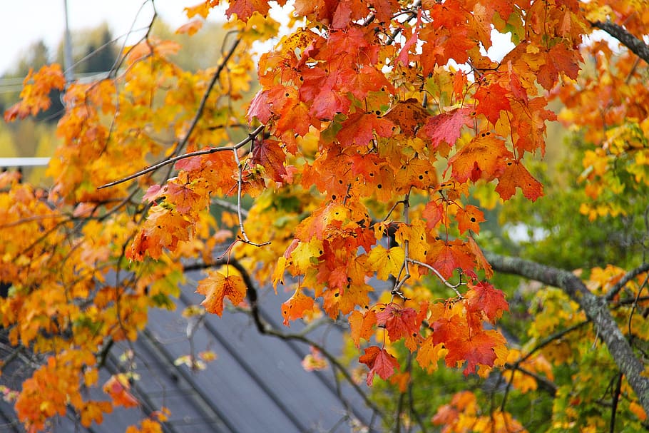 maple, leaves, autumn, leaf, fall, season, red, yellow, orange HD wallpaper
