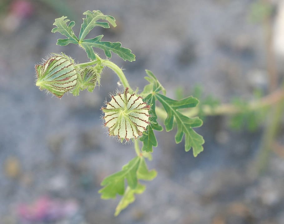 seed pod, green, plant, nature, weed, ann arbor, macro, leaf, HD wallpaper