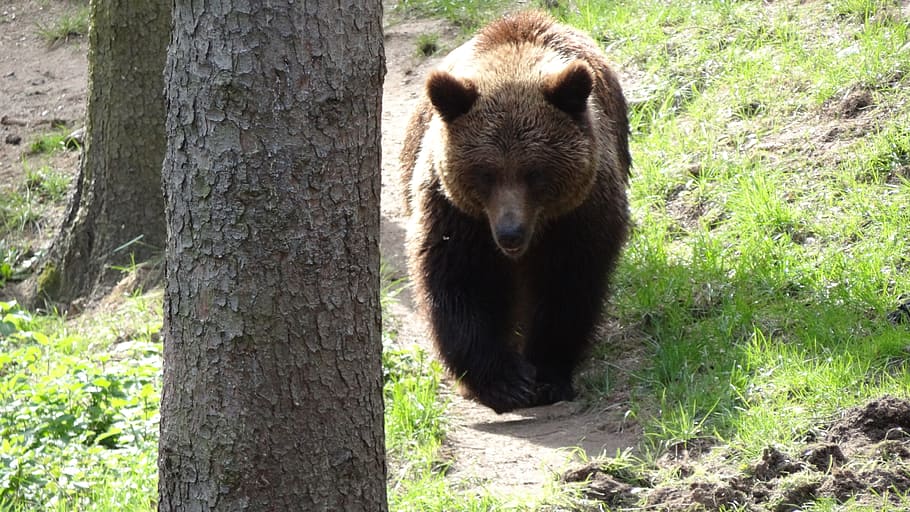 Bear, Mammals, Forest, teddy, forests, animal, wildlife, nature HD wallpaper