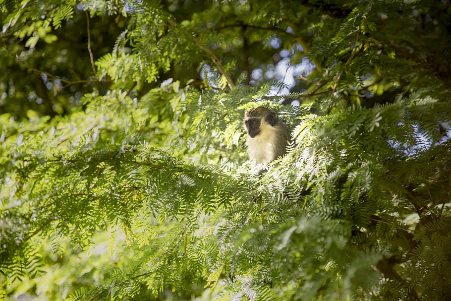 brown monkey on tree during day time, monkey near tree, green HD wallpaper