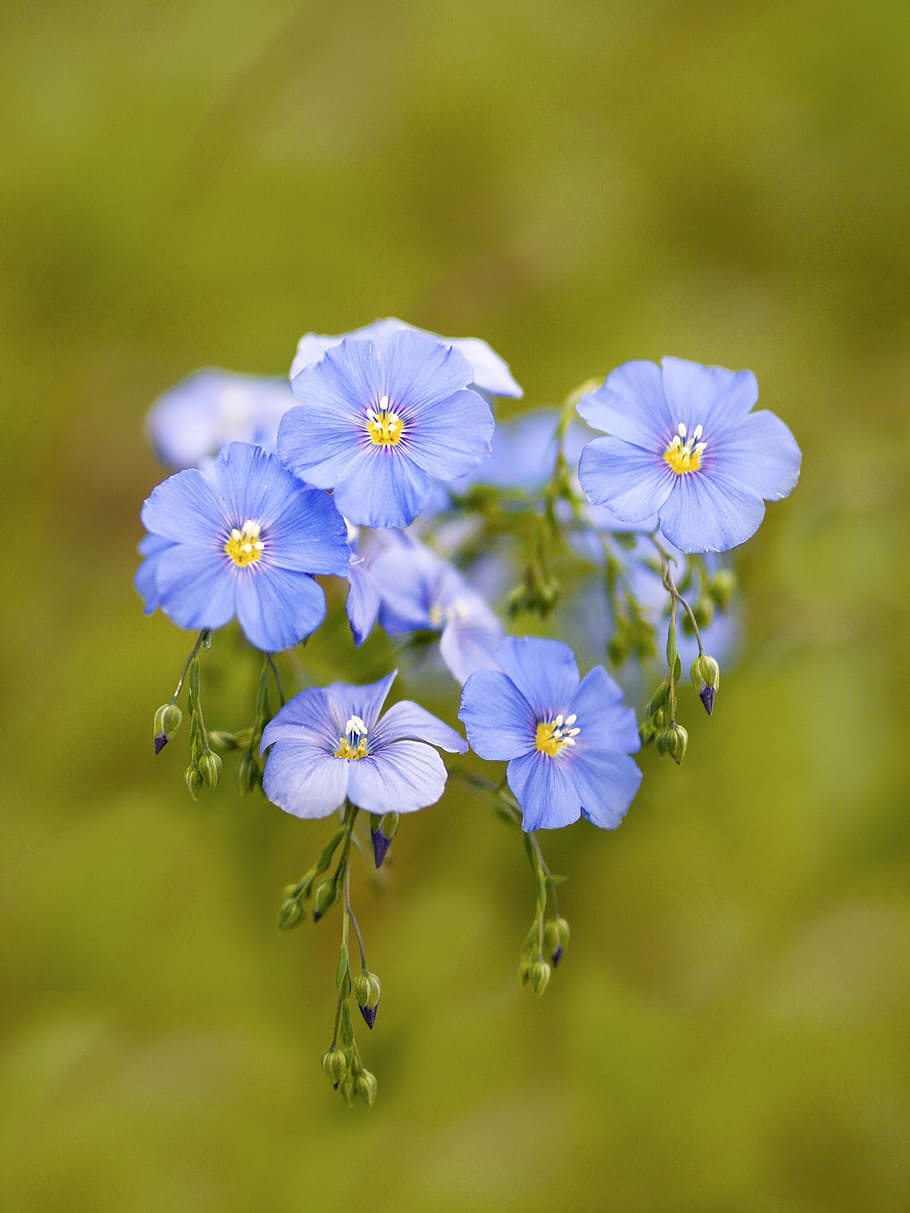 Flower, Spring, Nature, len, české středohoří, blue, the motif HD wallpaper