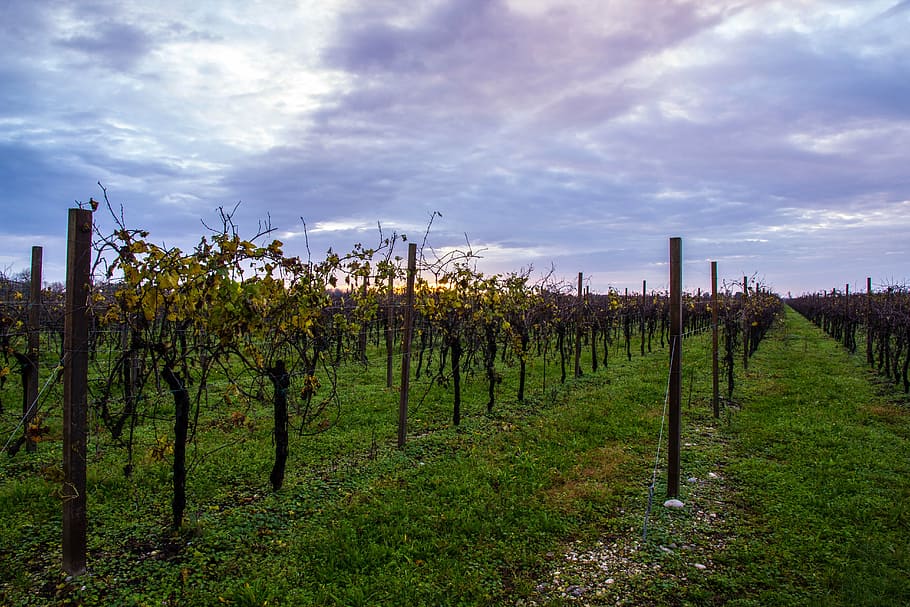 vineyard, autumn, cloud, sky, cloud - sky, plant, growth, land HD wallpaper