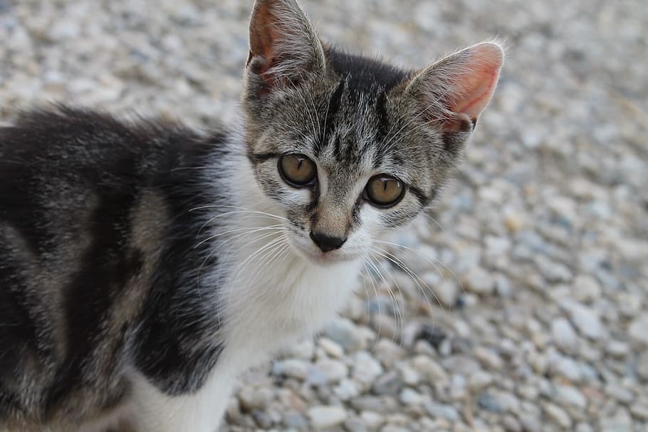 Cat, Cheeky, Pet, Head, Kitten, cat's eyes, tiger cat, young cat HD wallpaper