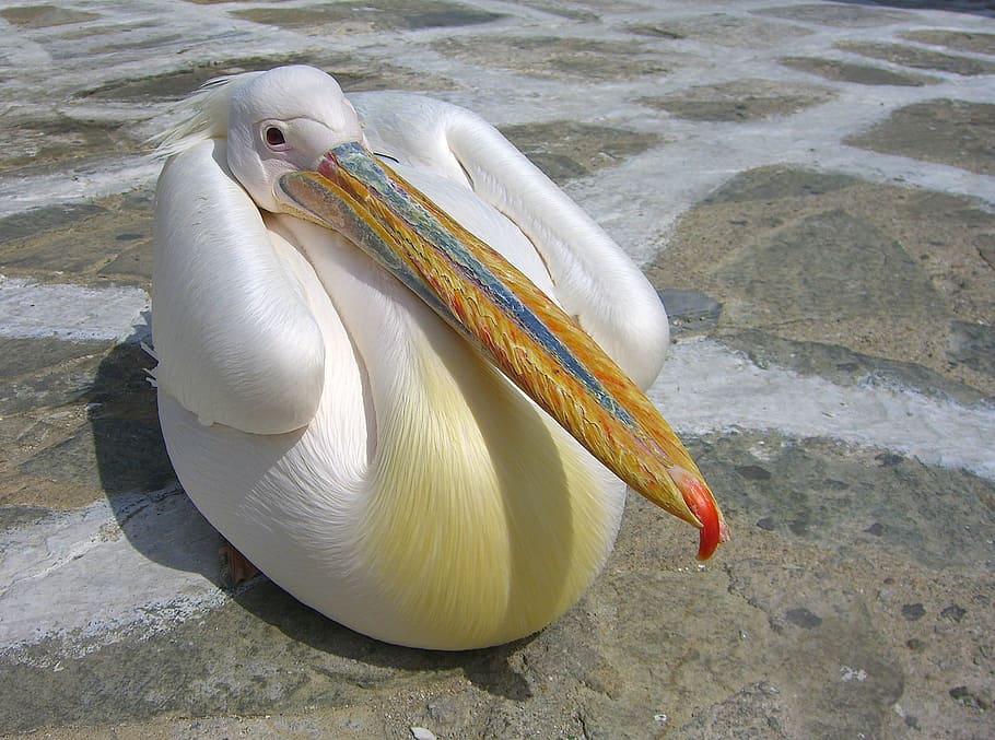 white pelican on ground, pelikan, water bird, animal, bill, plumage