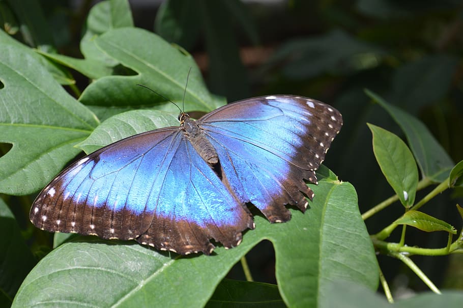 closeup photography of morpho butterfly on green leaf, morpho peleides