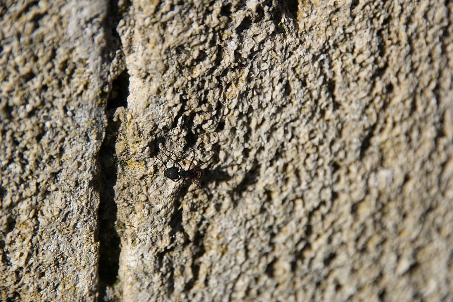 pierre, texture, wall, background, insect, ant, textured, close-up HD wallpaper