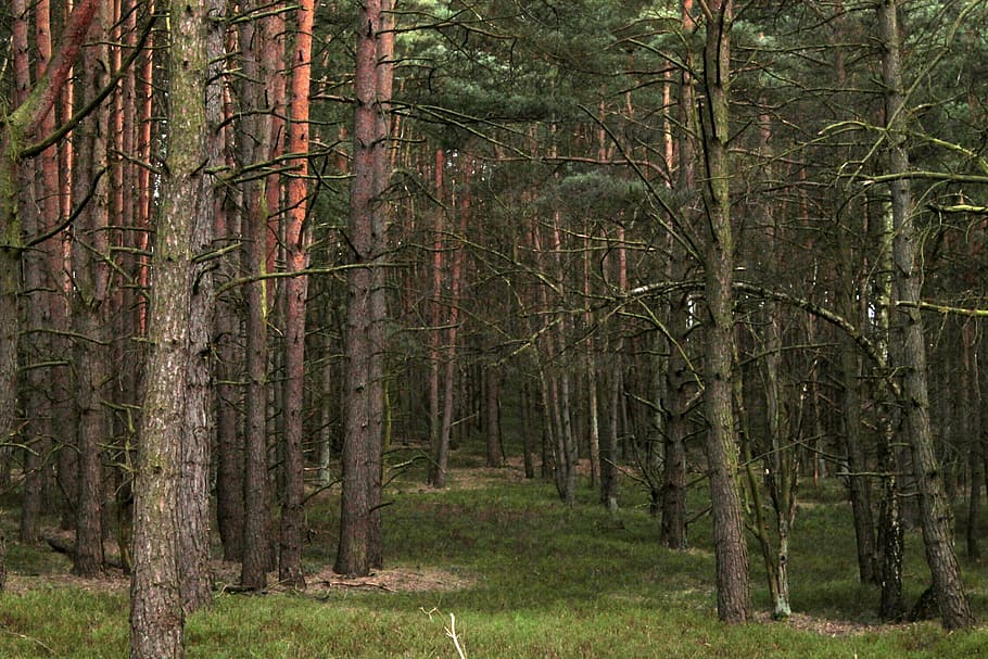 forest, trees, nature, woodland, outdoors, leaf, landscape HD wallpaper