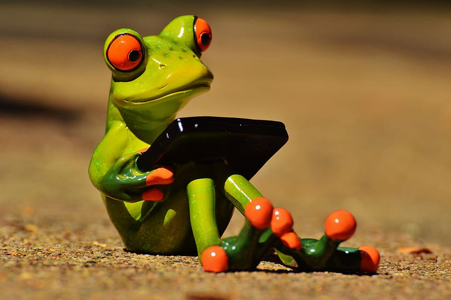 green frog holding case, computer, funny, frog eyes, sweet HD wallpaper