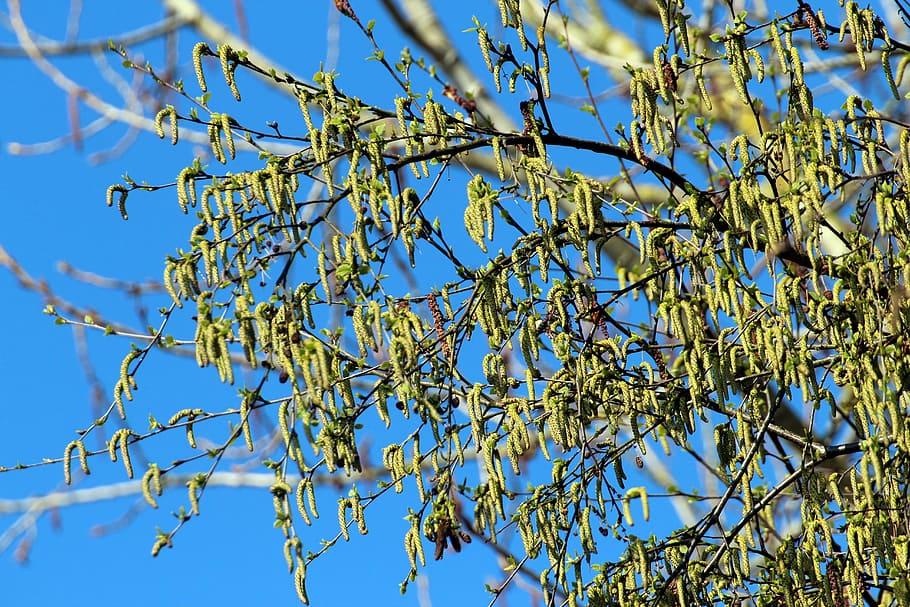pasture, tree, salix, branches, spring jewelry, low angle view HD wallpaper