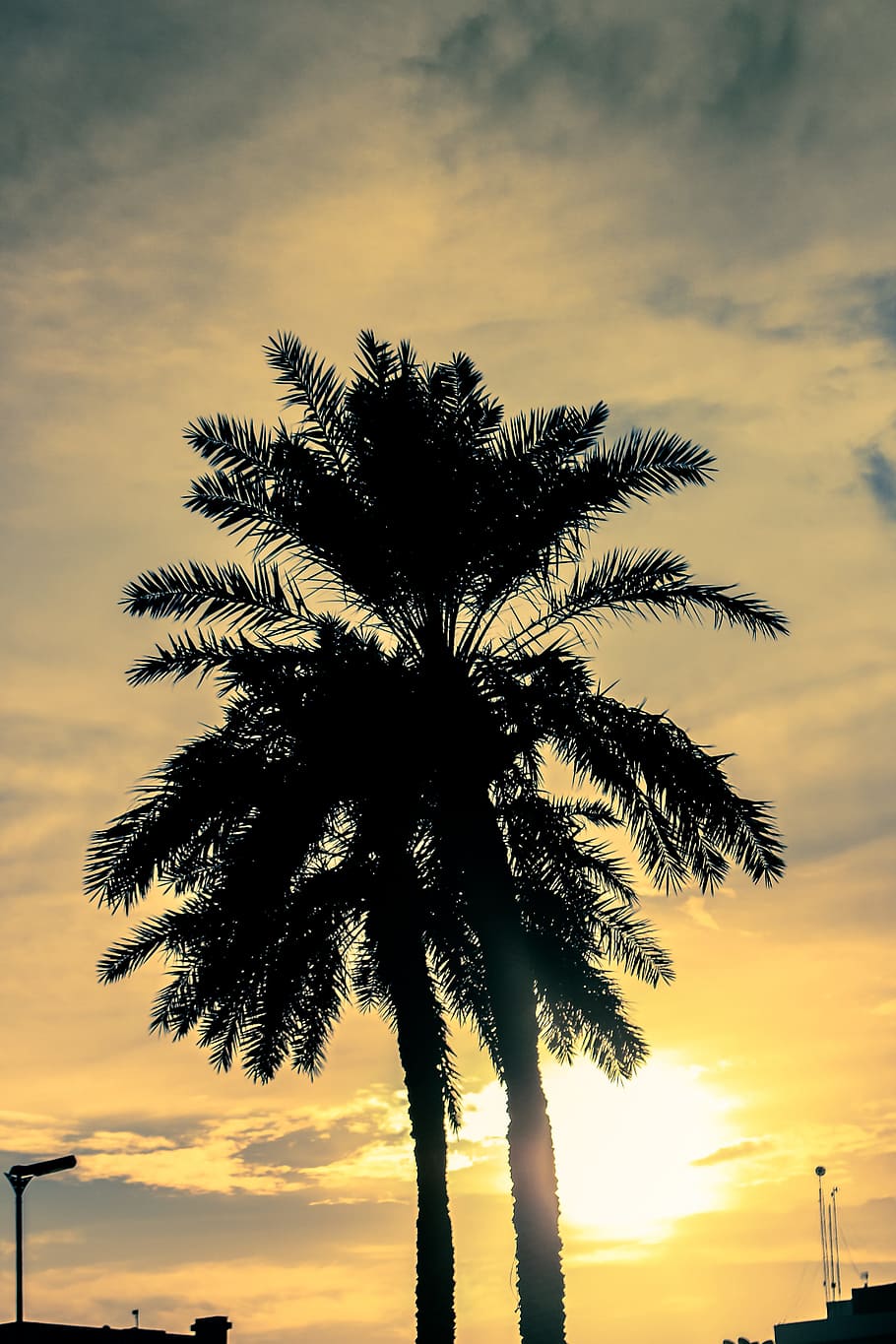 sunset, palm trees, tropical, travel, summer, sky, nature, vacation HD wallpaper
