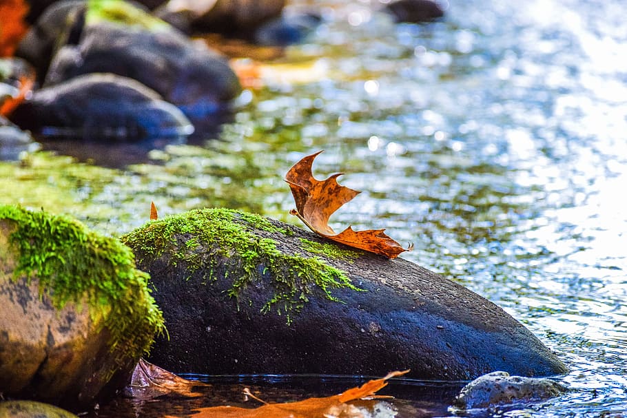 river, autumn, leaf, water, nature, foliage, autumnal, october HD wallpaper