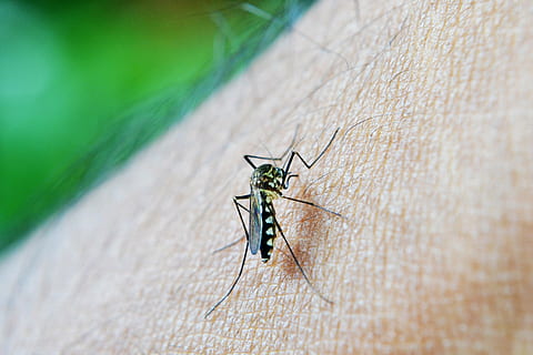 macro photography of tiger mosquito on human skin, bite, decease HD wallpaper