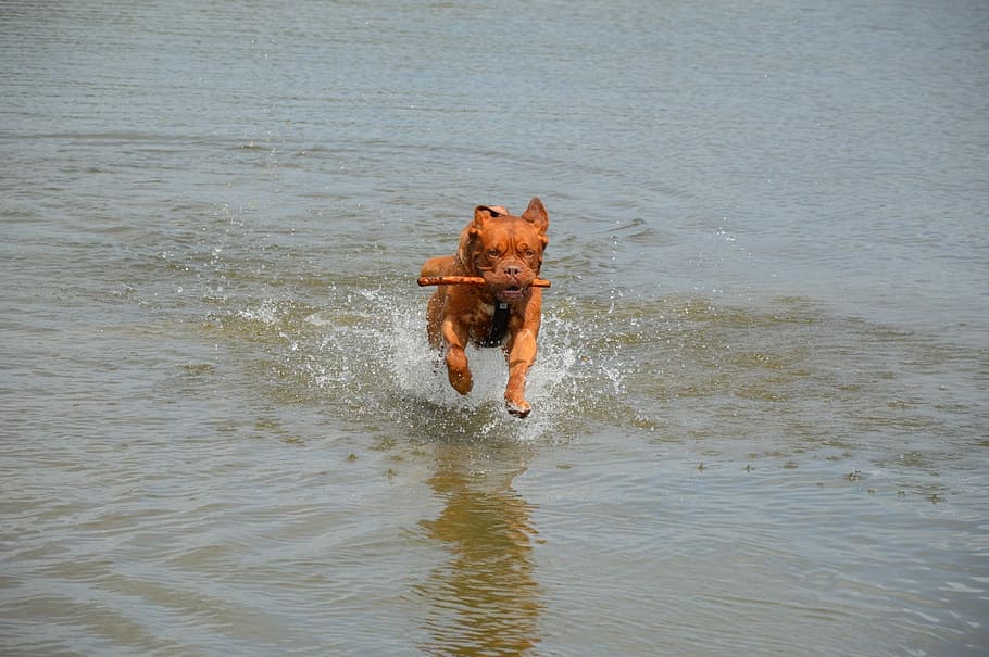 Harley, Action, Water, Stick, playing, pet, dog, bordeaux, series HD wallpaper