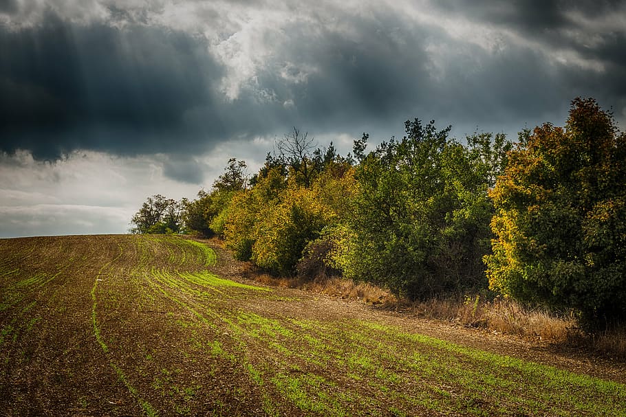 hdr, trees, heaven, field, cloud - sky, nature, landscape, scenics HD wallpaper