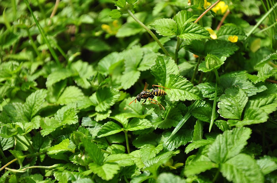 leaf, plant, fresh, herb, insect, invertebrate, green color HD wallpaper