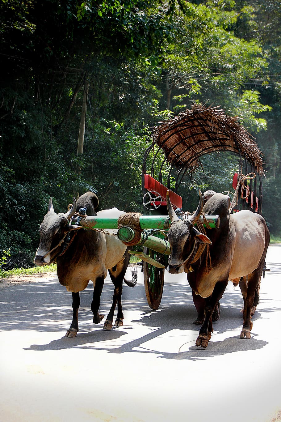 Cart, Oxcart, Bauer, Sri Lanka, Road, rural, agriculture, dare, HD wallpaper