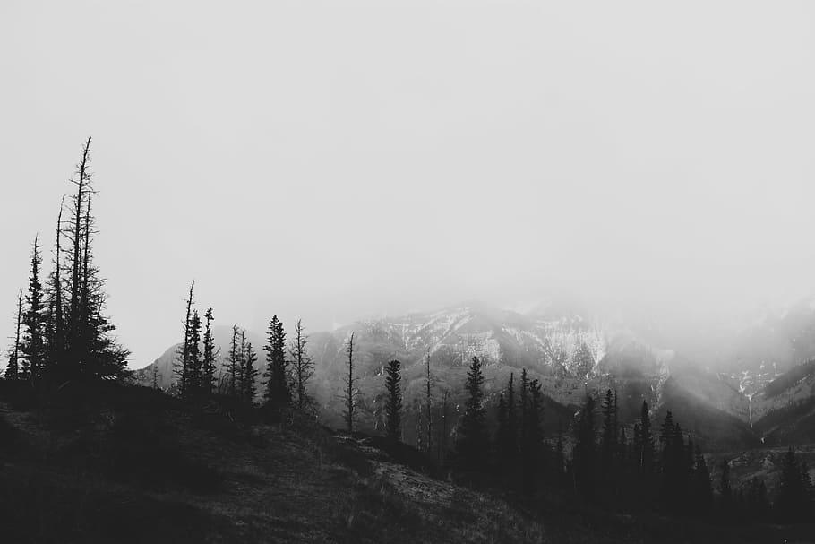 silhouette photo of pine trees, nature, landscape, mountain HD wallpaper