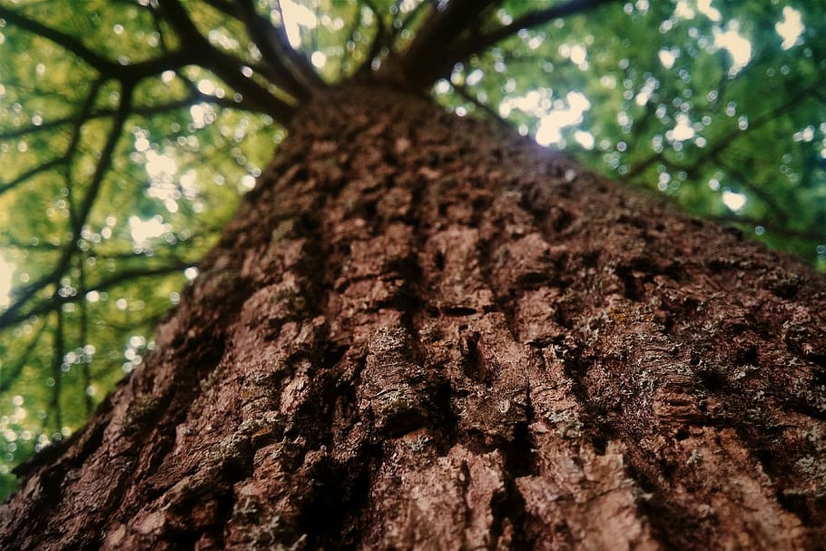 Tree, Branches, Nature, Foliage, green, the bark, focus, tree trunk HD wallpaper