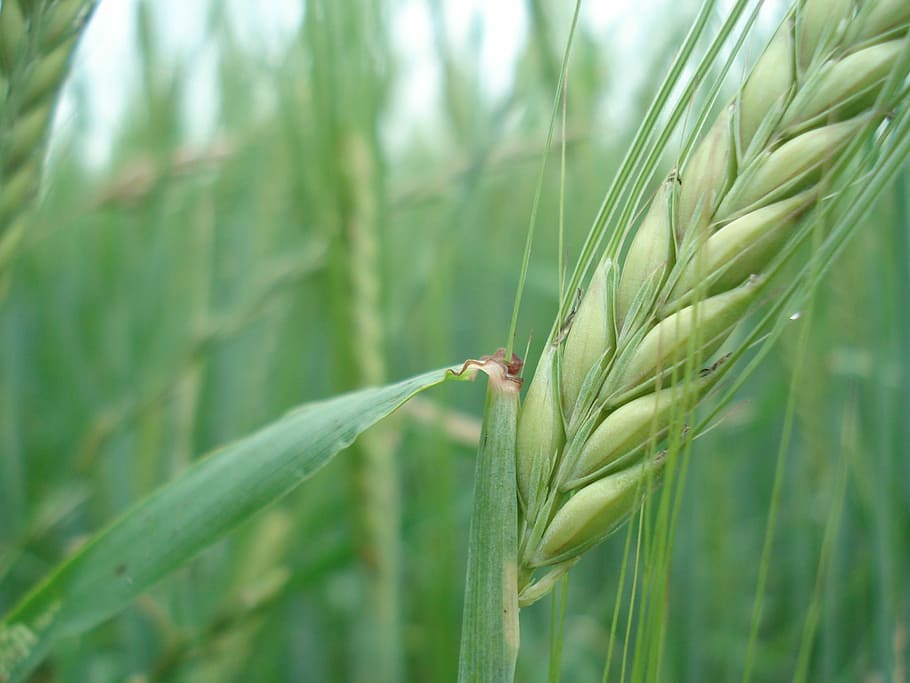cereals, rye, wheat, bread, nature, nutrition, plant, cereal plant HD wallpaper