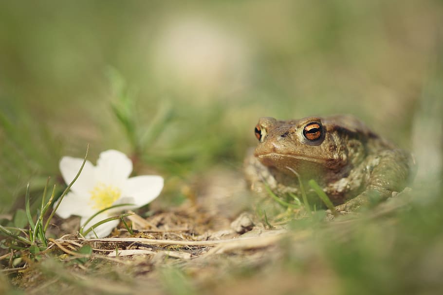 frog, male, toad, spring, nature, flower, grass, amphibian HD wallpaper