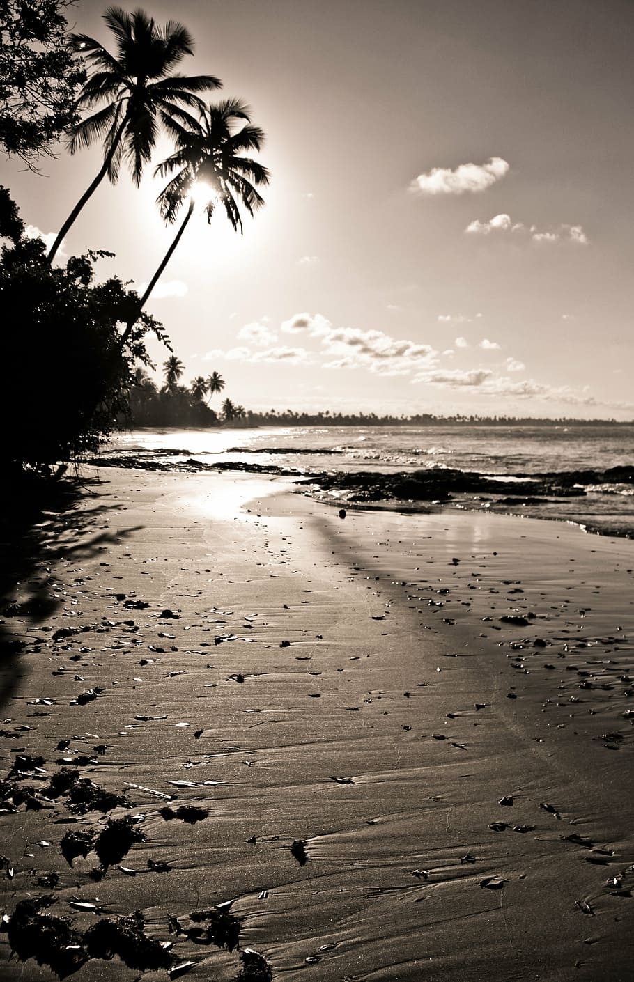 brazilwood, sunset, beach, sea, palm tree, tropical climate HD wallpaper