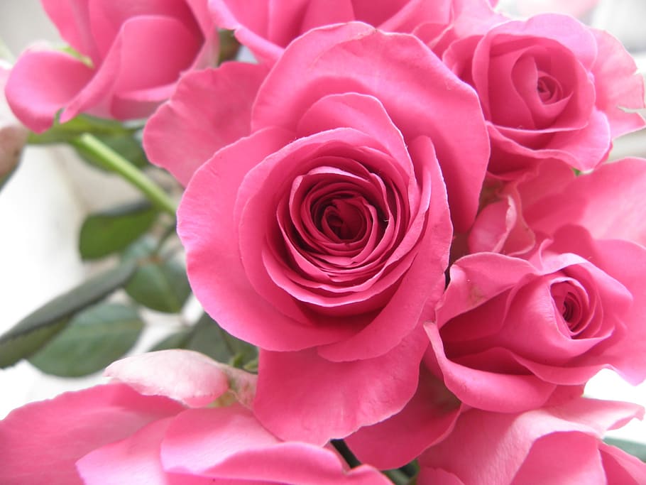 roses, flowers, pink, strauss, flowering plant, beauty in nature