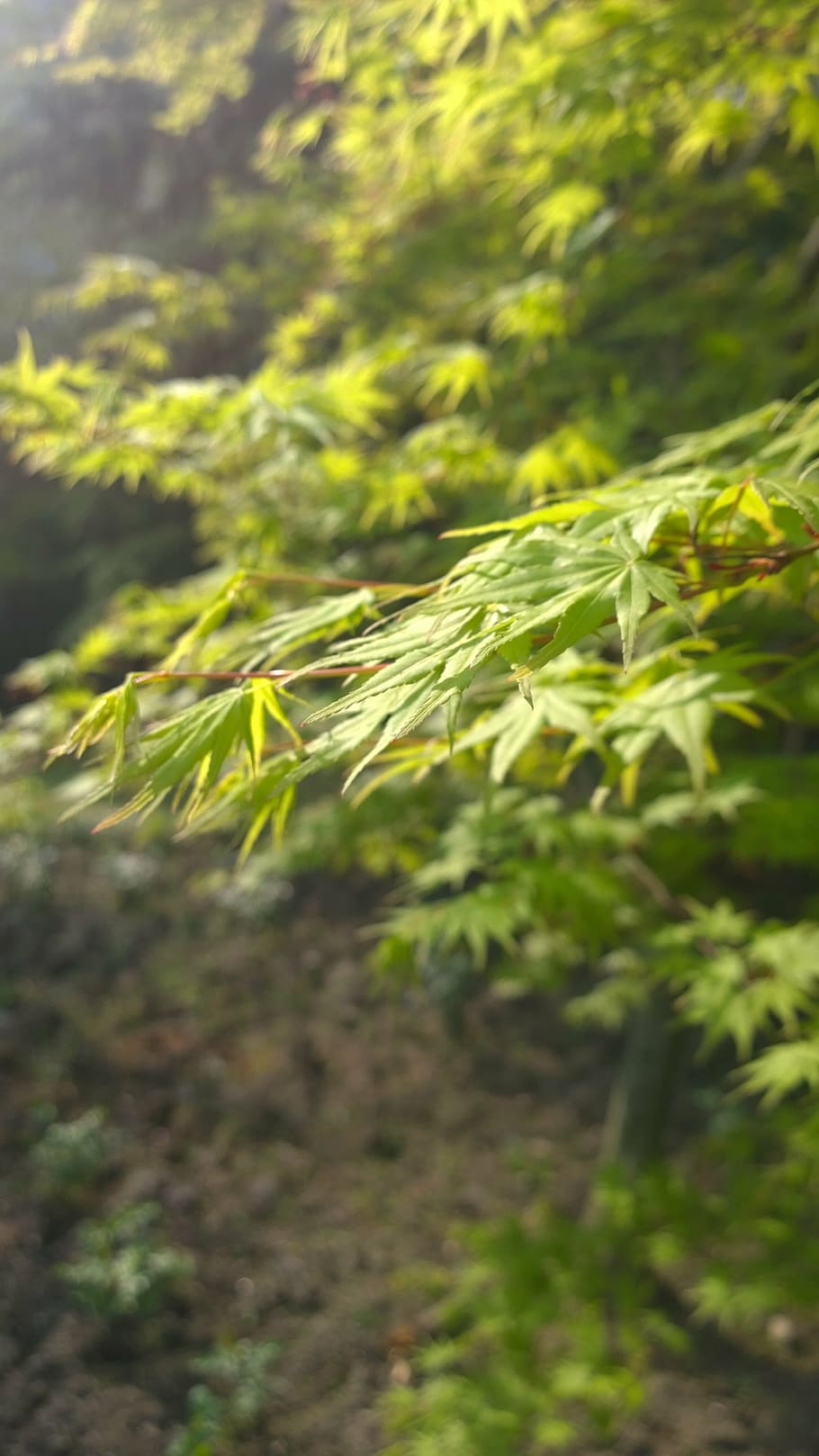 maple, natural, green, nature, plant, outdoors, green Color HD wallpaper