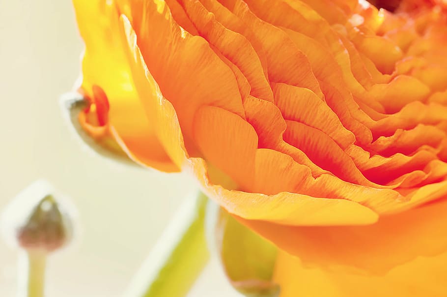 orange ranunculus flower closeup photography, blossom, bloom HD wallpaper