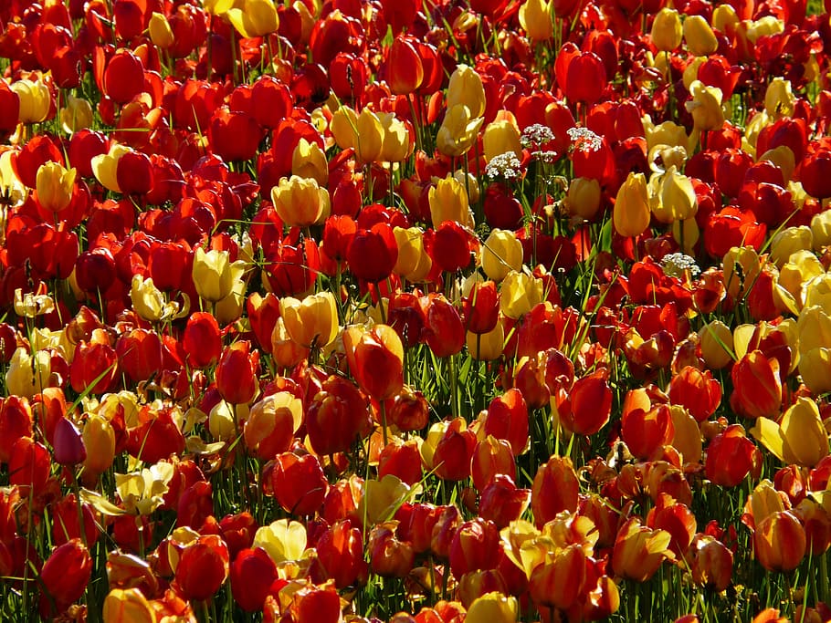 red and yellow flowers during daytime, tulip field, back light, HD wallpaper