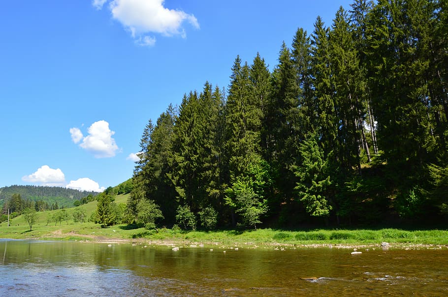 nature, river, forest, sky, water, beauty in nature, living nature HD wallpaper
