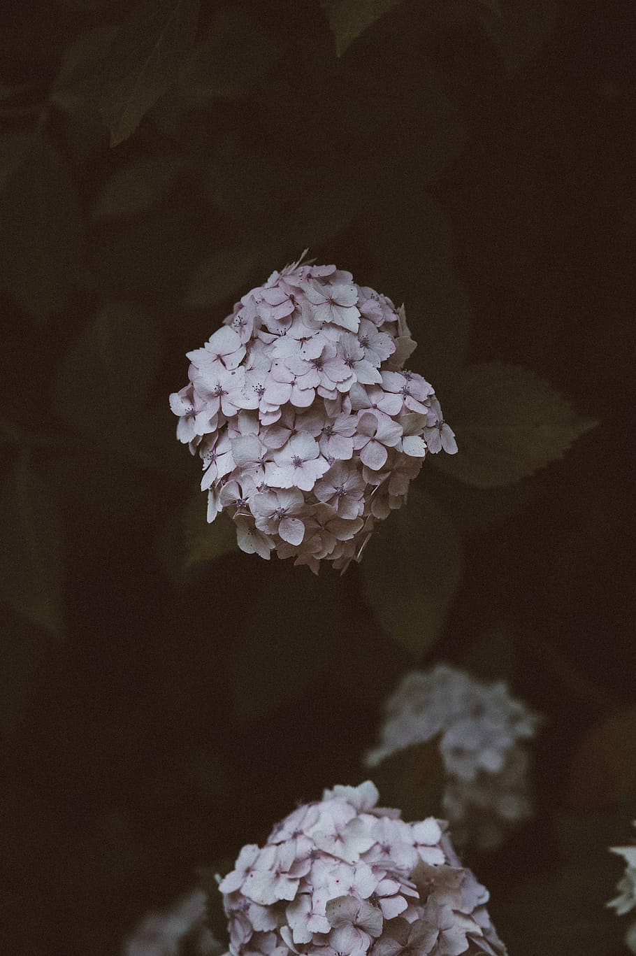 focus photo of pink petaled flowers, hydrangea, dark, leaf HD wallpaper