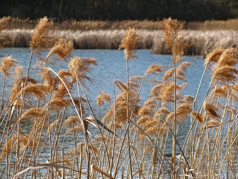Reed, Pond, Spring, Plants, Vegetation, stalks, nature, no people, HD wallpaper