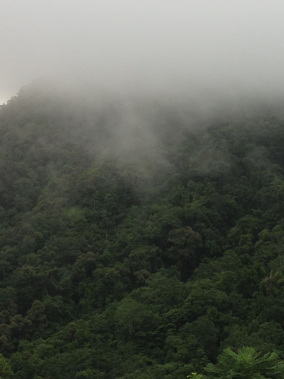 mist, fog, rainforest, plant, tree, beauty in nature, scenics - nature HD wallpaper