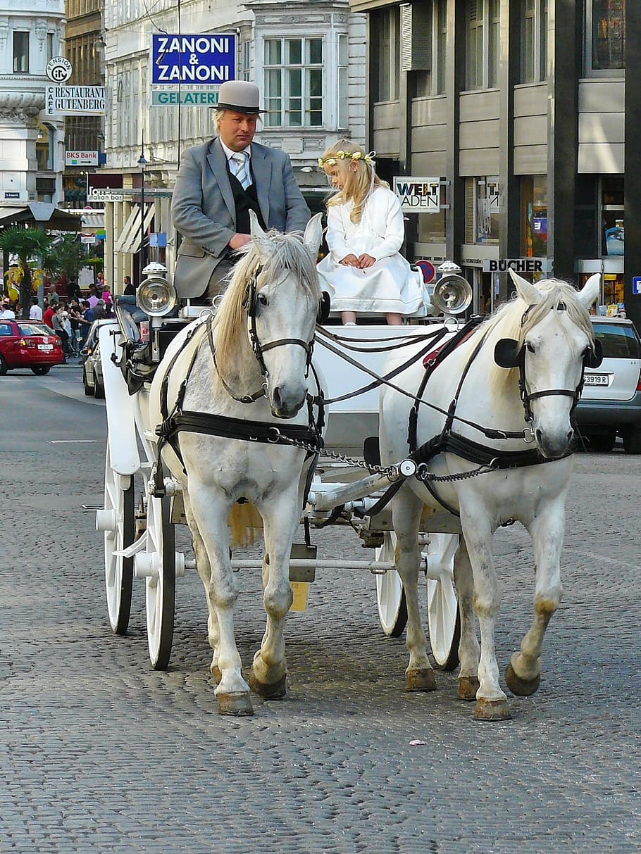 HD wallpaper vienna, coach, carriage ride, horses, horse drawn