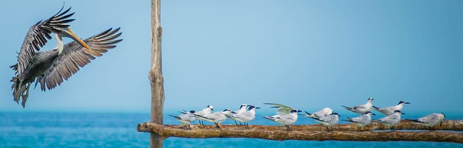 pelican flying near birds resting on fence, holbox, animal themes HD wallpaper