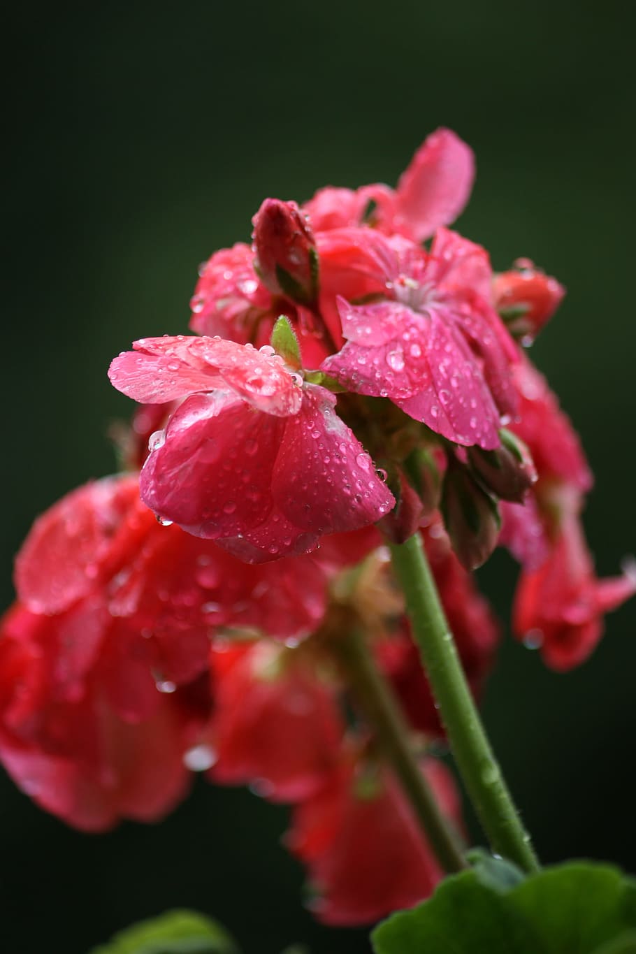 Drop, Flower, Geranium, Beauty, rain, nature, water drops, macro HD wallpaper
