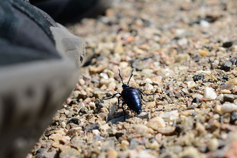 beetle, insect, close up, nature, animal wildlife, animals in the wild HD wallpaper
