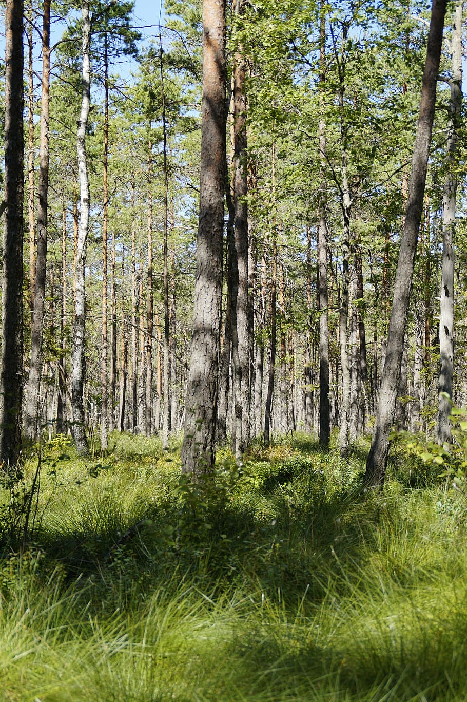marsh, forest, landscape, trees, sweden, birch, birch forest HD wallpaper