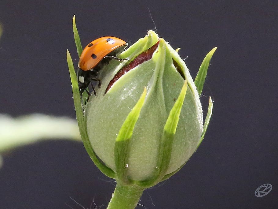 ladybug, bud, spring, blossom, bloom, green, plant, close, nature HD wallpaper