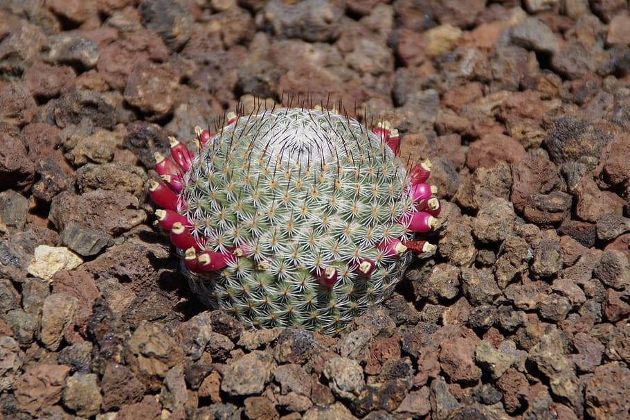 Cactus, Prickly, Exotic, Plant, about, cactus greenhouse, red HD wallpaper