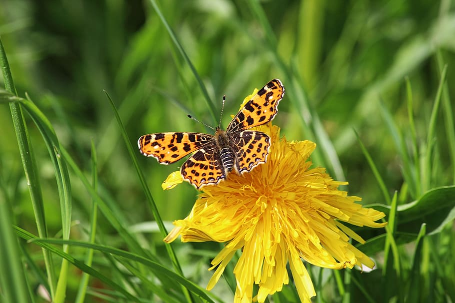 Butterfly, Falter, Spring, edelfalter, c falter, meadow, flower HD wallpaper