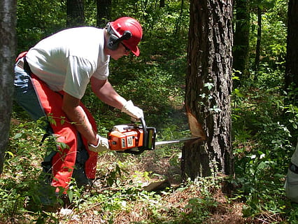 man cutting tree using red and black chainsaw, forest, holds HD wallpaper