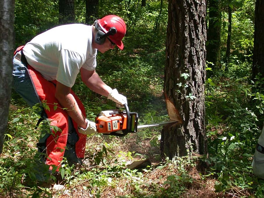 man cutting tree using red and black chainsaw, forest, holds
