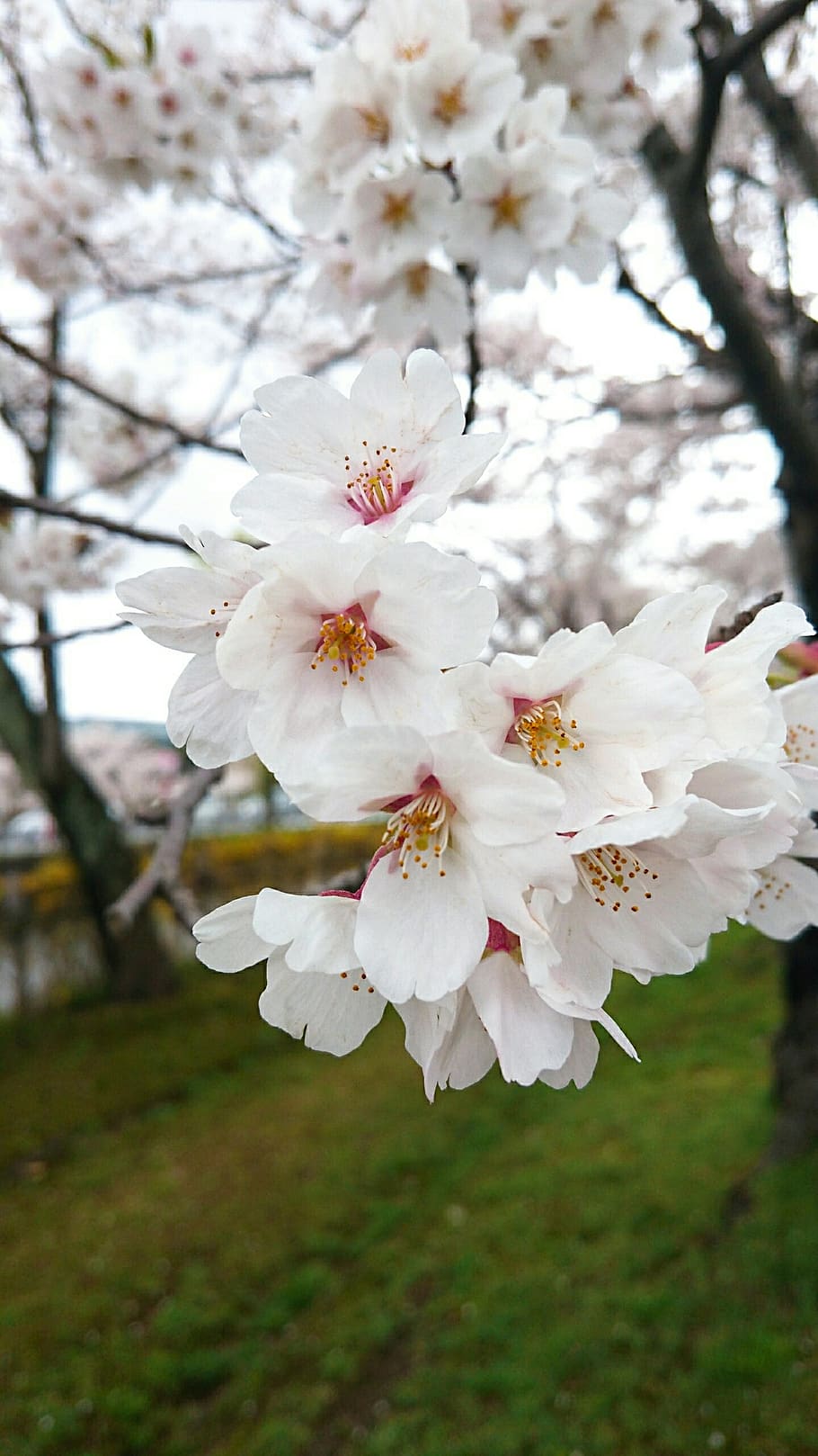 flower, flora, nature, tree, cherry, flowering plant, fragility HD wallpaper