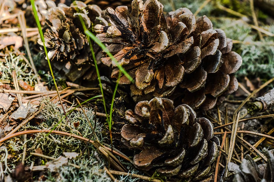 pine corn, forest, wald, germany, eifel, evergreen, land, countryside HD wallpaper