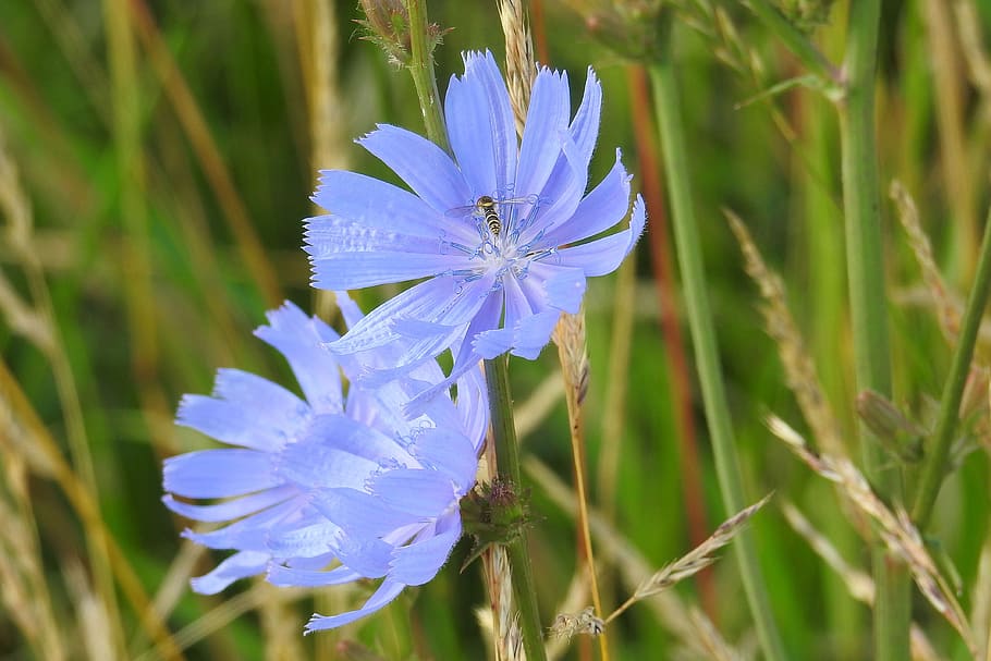 chicory, blue, flowers, summer, wild flower, flowering plant HD wallpaper