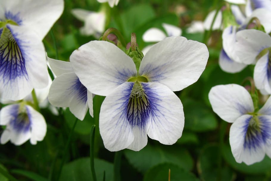 violets, spring, flower, blossom, nature, floral, bloom, garden HD wallpaper