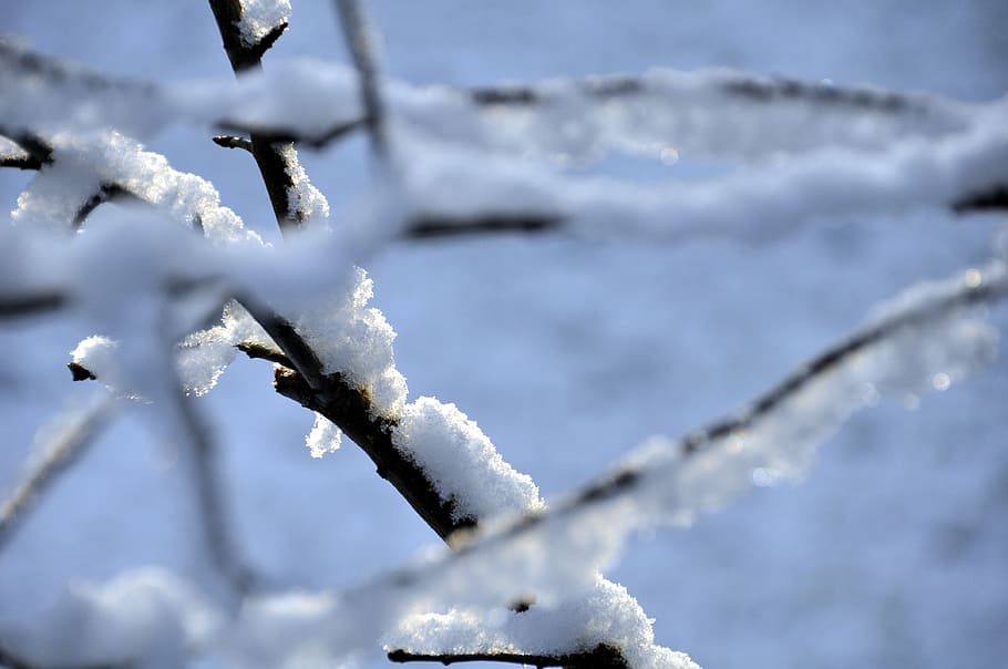 winter, snow, tree, nature, cold, frozen, ice, outdoors, forest HD wallpaper
